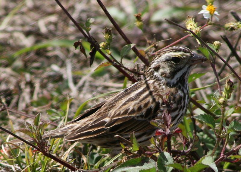 File:Savannah Sparrow (1).jpg