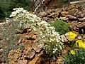 Saxifraga longifolia