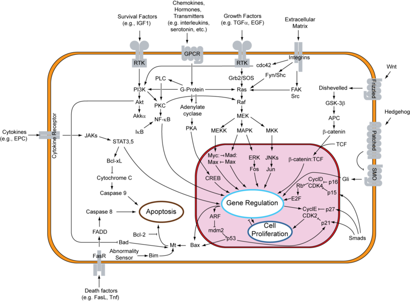 File:Signal transduction v1.png