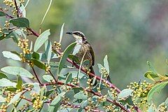 Singing honeyeater, Alice Springs Desert Park, Northern Territory