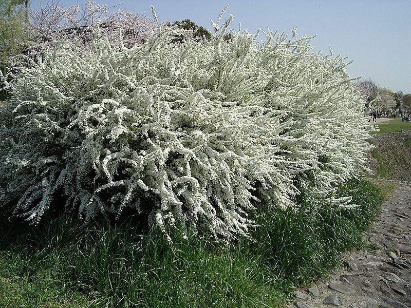 File:Spiraea thunbergii1.jpg