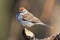 The Chipping Sparrow is a species of American sparrow in the family Emberizidae. It is widespead, fairly tame, and generally common across much of its North American range.