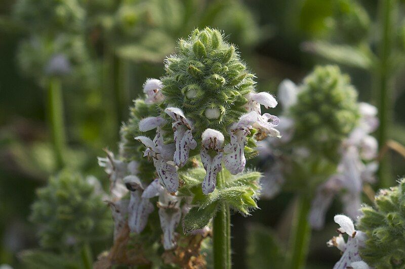 File:Stachys pycnantha.jpg