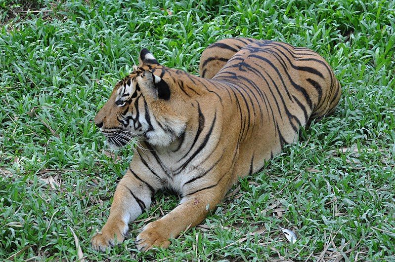 File:Sumatran tiger (11931767735).jpg