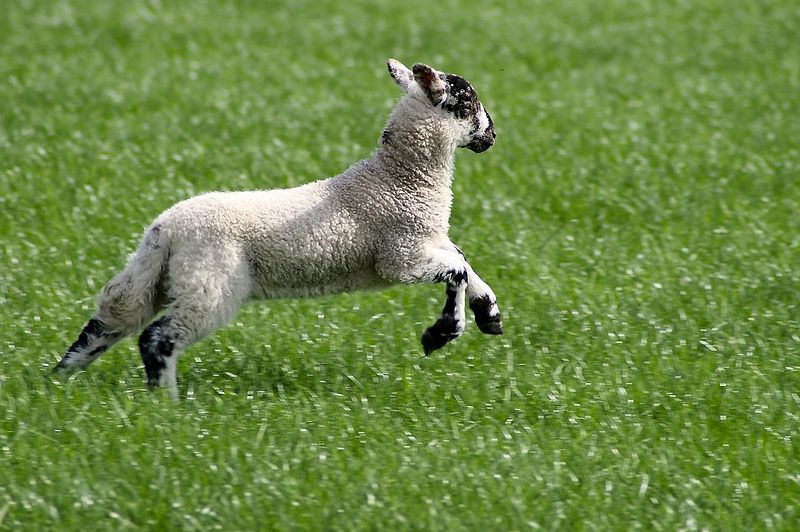 File:Swaledale lamb jumping.jpg