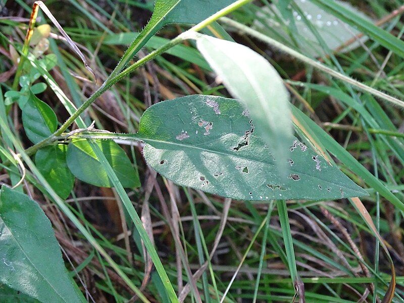 File:Symphyotrichum oolentangiense leaf.jpg