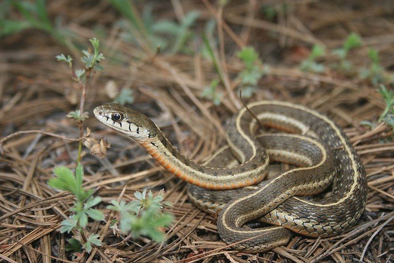 File:Thamnophis errans.jpg