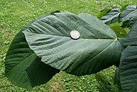 Tilia heterophylla (syn. T. monticola)