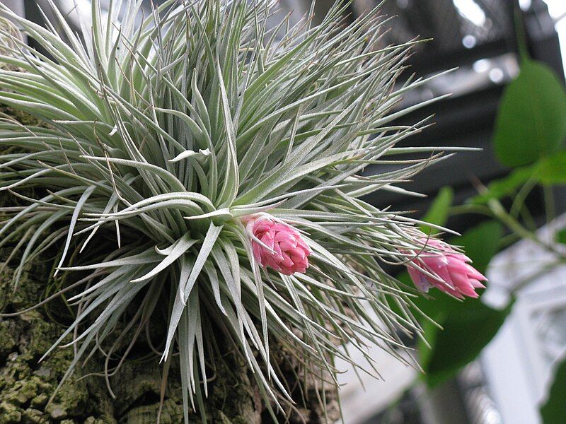 File:Tillandsia oaxacana1.jpg