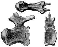 ''T. indicus holotypic distal caudal vertebra