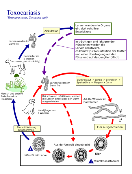 File:Toxocara Lebenszyklus.png