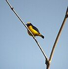 A male Trinidad euphonia