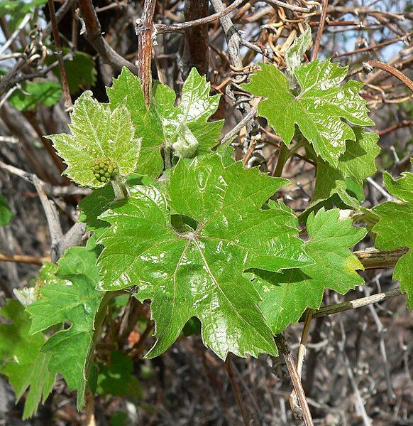 File:Vitis arizonica 4.jpg