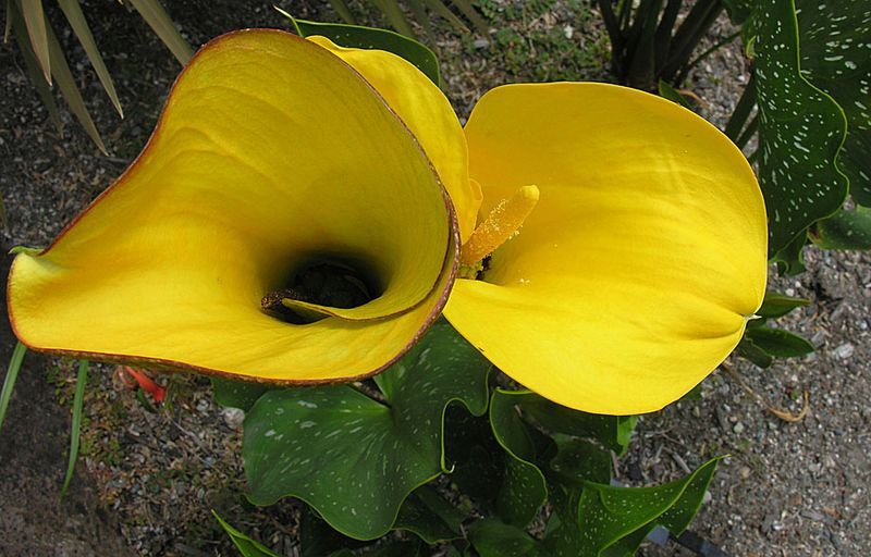 File:Zantedeschia jucunda (26126855483).jpg