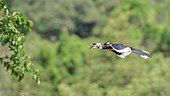 An oriental pied hornbill (Anthracoceros albirostris) in Khao Yai National Park