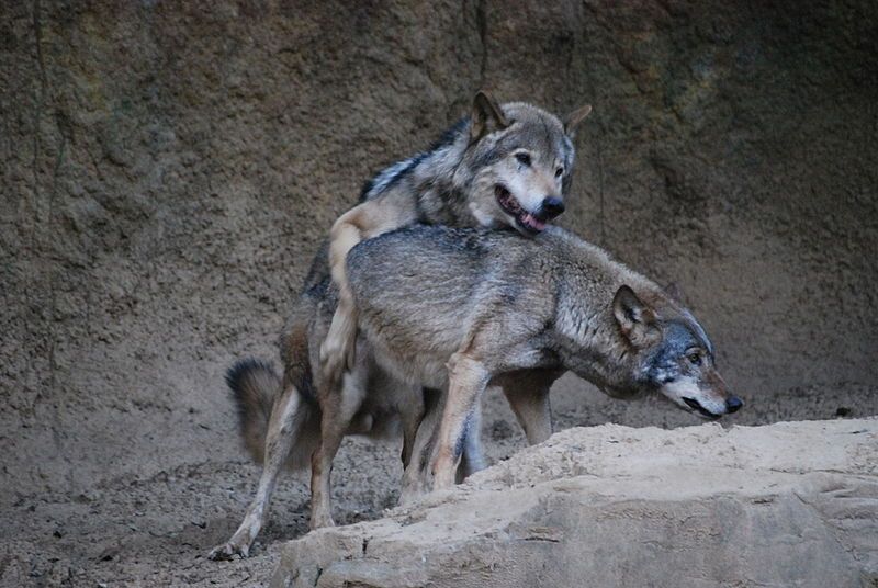 File:オオカミ（Gray wolf） (5339403526).jpg