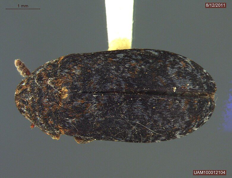 File:2011-08-12-UAM100012104-Dermestes talpinus-dorsal(16x)b.jpg