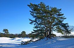 The dunes covered in snow