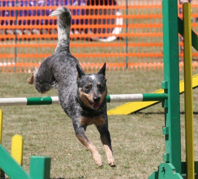 File:Acd agility.jpg