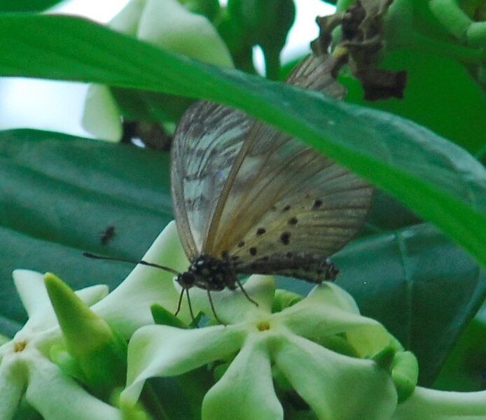 File:Acraea pentapolis 12868647.jpg