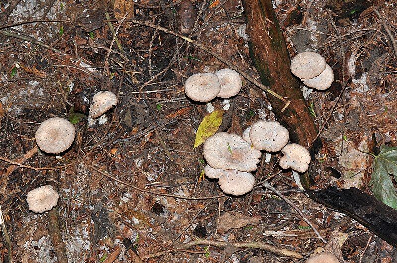 File:Agaricales mushrooms.JPG