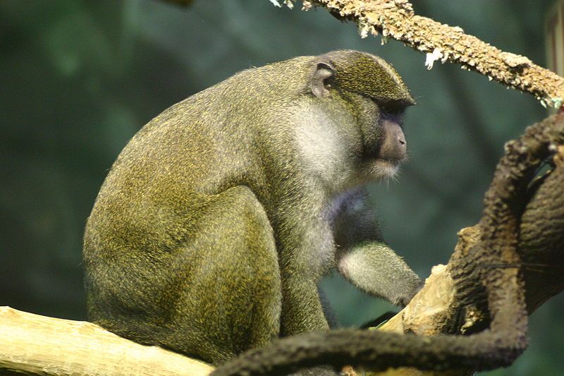 File:Allens swamp monkey.jpg