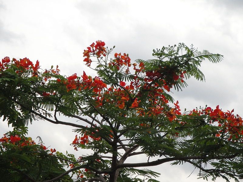 File:Anganur Nature.JPG