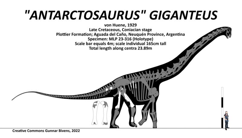 File:Antarctosaurus giganteus Skeletal.png