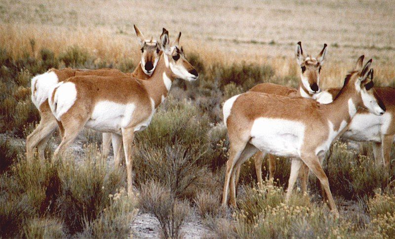 File:Antelope1.jpg