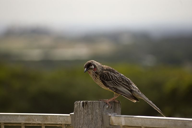 File:Anthochaera carunculata -Australia-8.jpg