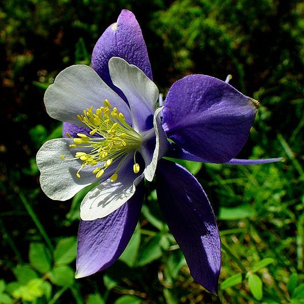 File:Aquilegia coerulea1JOST.jpg