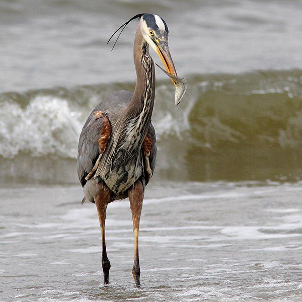 File:Ardea herodias 01.jpg