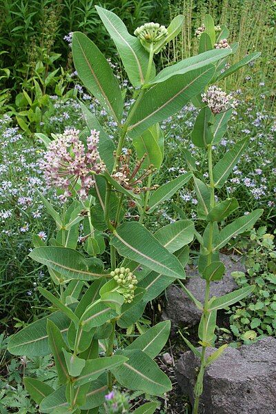 File:Asclepias syriaca habitus.jpg