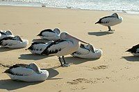 Australian Pelican