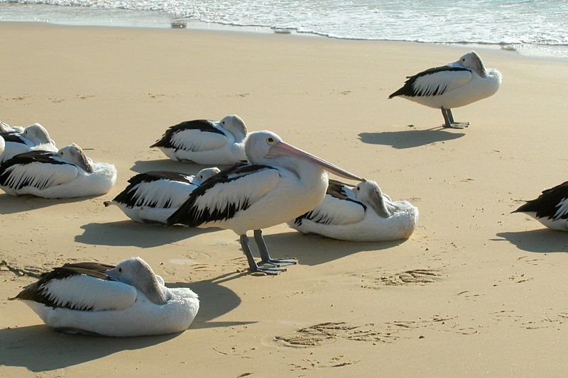 File:Australian Pelican.jpg