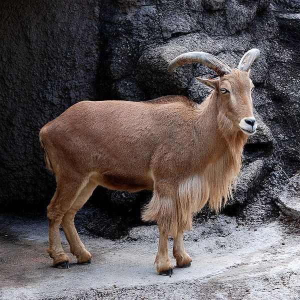 File:Barbary Sheep Tennoji.jpg