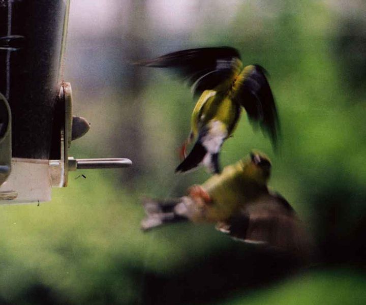 File:Birds0016d.jpg