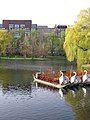 Swan boats at Boston Public Garden, lying under wheeping willows.