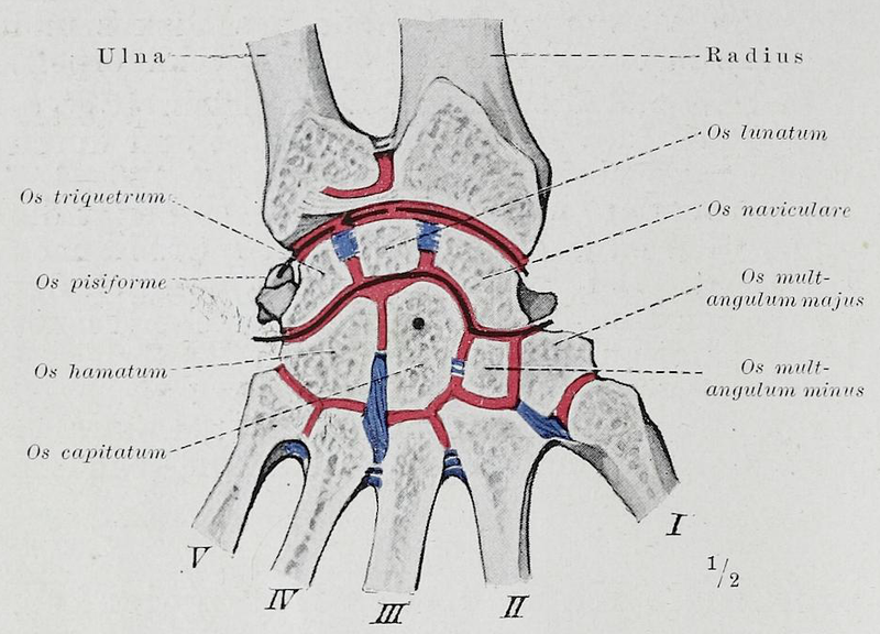 File:Braus 1921 198.png