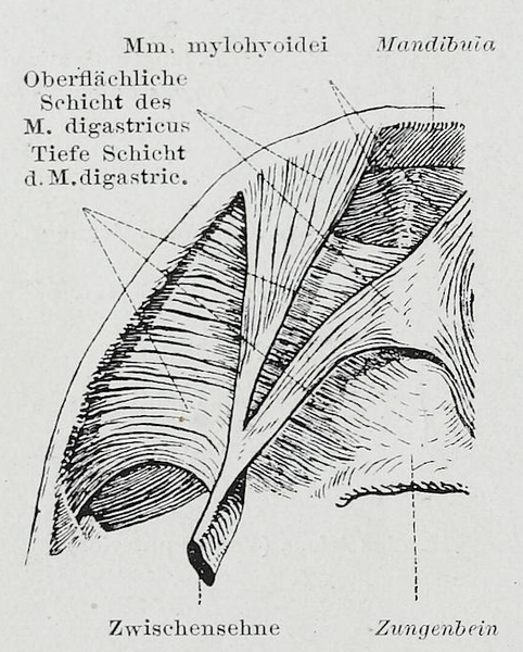 File:Braus 1921 366.png