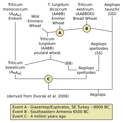 File:BreadWheatEvolution.svg