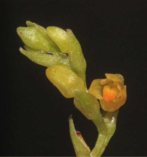 File:Bulbophyllum sempiternum01-RBB.png