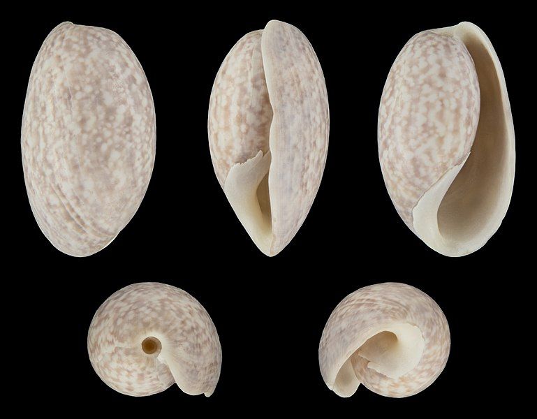 File:Bulla occidentalis 01.jpg