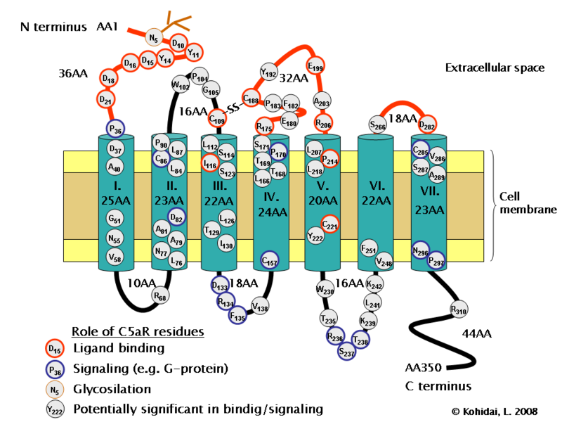 File:C5a-receptor.png