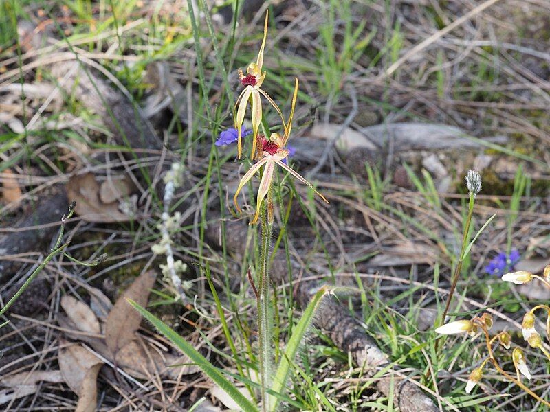 File:Caladenia longiclavata (habit).jpg