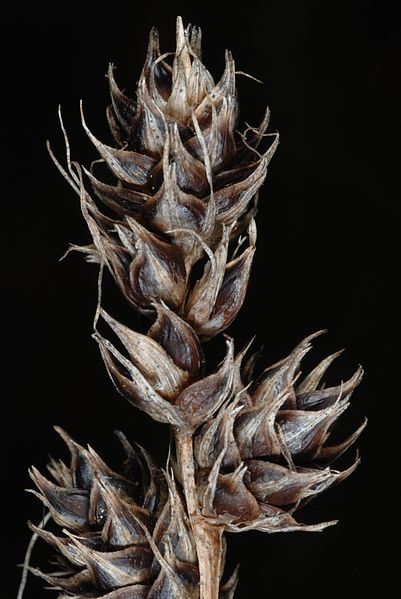 File:Carex gravida 002.jpg