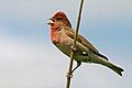 Carpodacus erythrinus