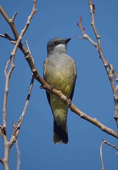 File:Cassin's Kingbird (30820982955).jpg