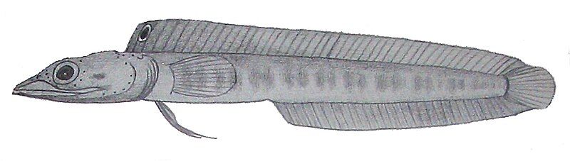 File:Chaenopsis megalops.JPG