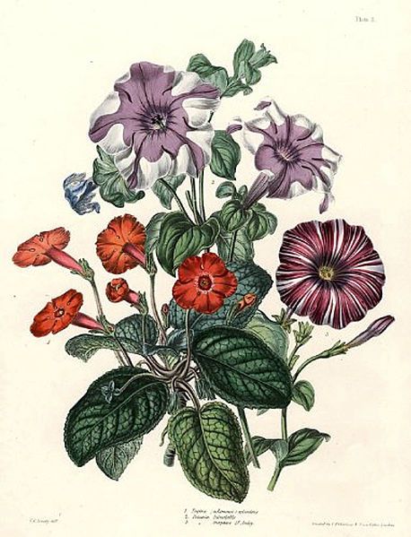 File:Charlotte-Caroline-Sowerby mixed-bouquet.jpg